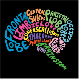 Brilliant Brain Anatomy Posters and Art