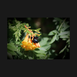 Black Bee on Orange Trumpet Vine Flower T-Shirt