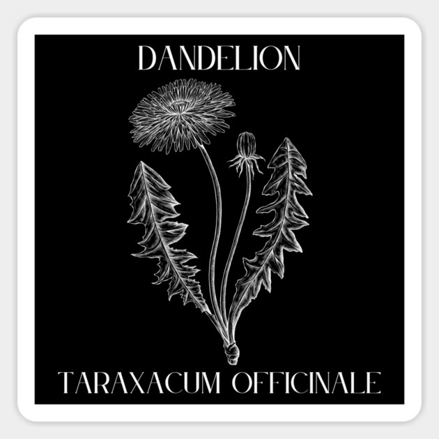 Dandelion (white on black) Magnet by Four Season Foraging