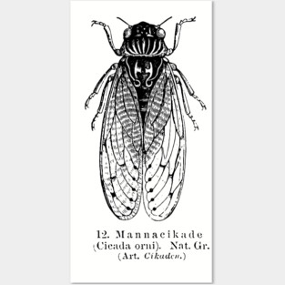 Cicada Posters and Art