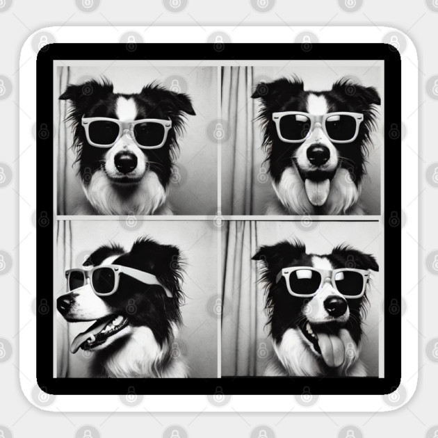 Funny Black And White Photobooth Border Collie with sunglass Sticker by Pilotshark