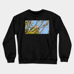 Chipping Sparrow In a Tree Crewneck Sweatshirt