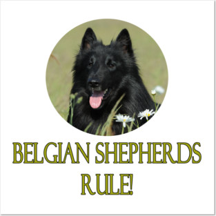 Belgian Shepherds Rule! Posters and Art