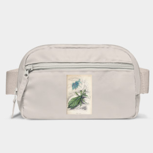 Jardine Naturalist's Library Entomology Plate 12 Bag