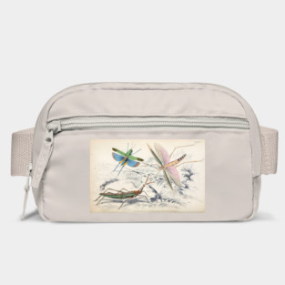 Jardine Naturalist's Library Entomology Plate 17 Bag