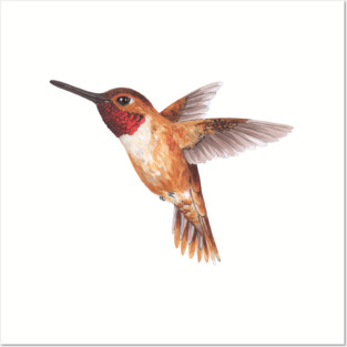 Hummingbird Posters and Art