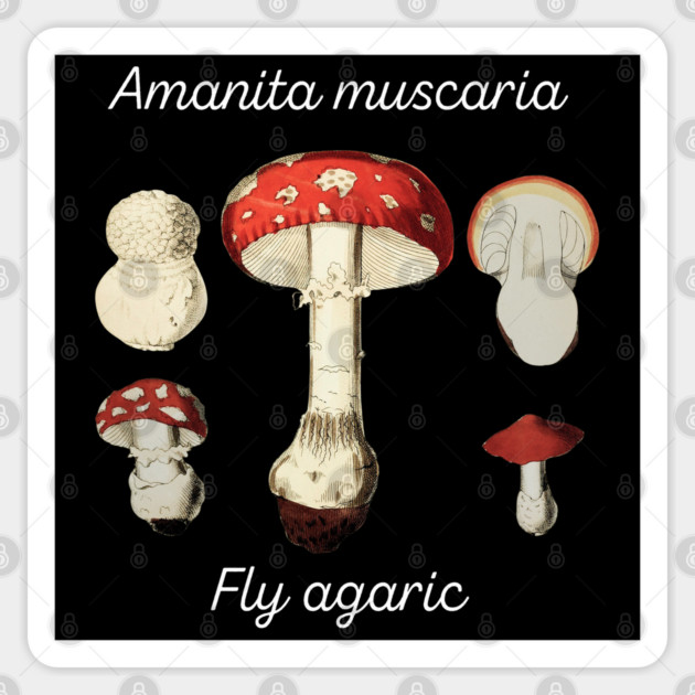 Fly Agaric - white on black Sticker by Four Season Foraging