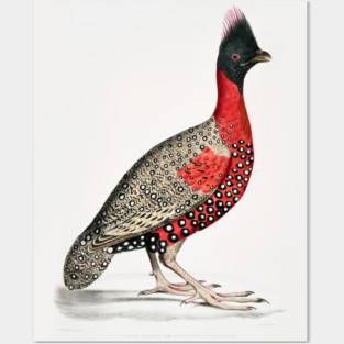 Black Headed Pheasant Posters and Art