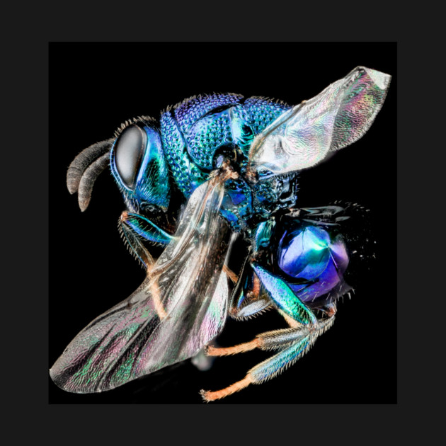 Stunning Macro Photography. by Jeramy's Store 1