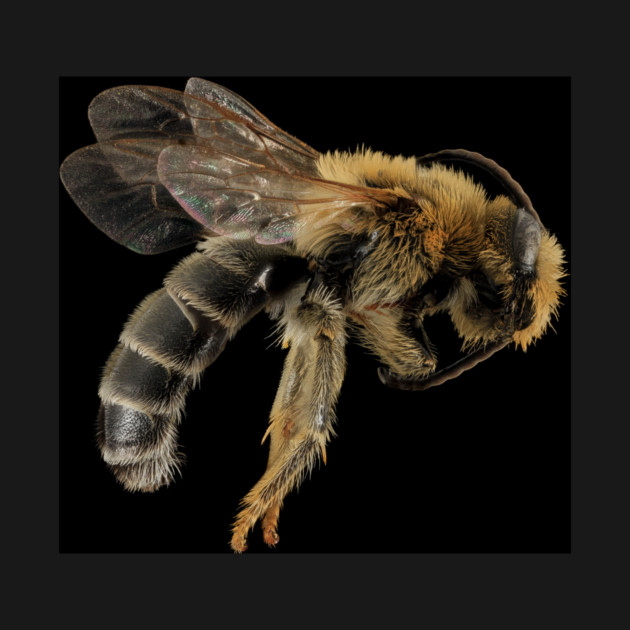 Stunning Macro Photography. by Jeramy's Store 1