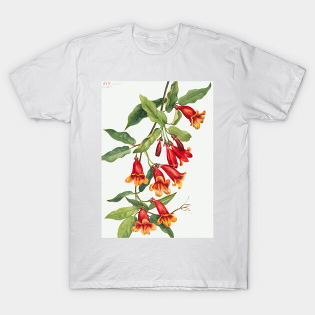 Crossvine By Mary Vaux Walcott T-Shirt by Jeramy's Store 1