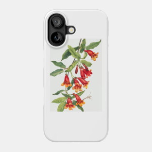 Crossvine By Mary Vaux Walcott Phone Case