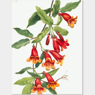 Crossvine By Mary Vaux Walcott Posters and Art