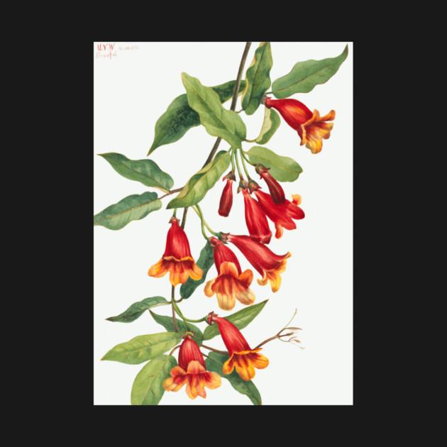 Crossvine By Mary Vaux Walcott by Jeramy's Store 1