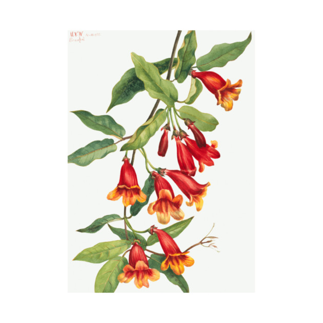 Crossvine By Mary Vaux Walcott by Jeramy's Store 1