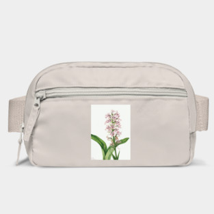 Large Purple Fringe orchid By Mary Vaux Walcott. Bag