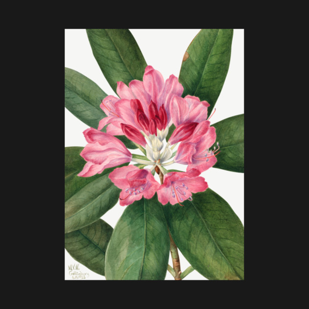 Mountain Rose Bay By Mary Vaux Walcott. by Jeramy's Store 1