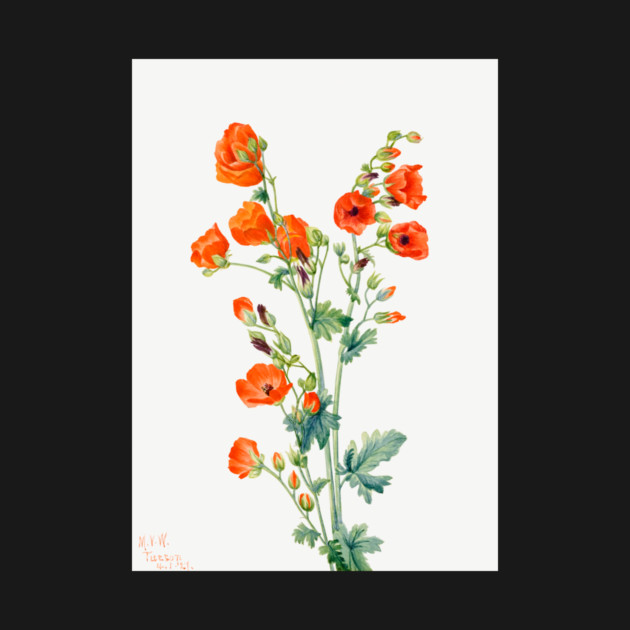 Scarlet Globe Mallow By Mary Vaux Walcott. by Jeramy's Store 1