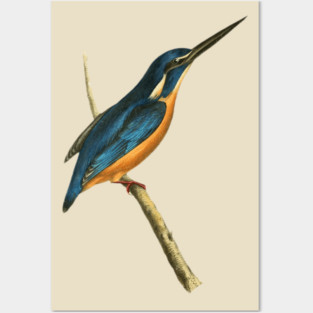 Azure Kingfisher Vintage Bird Illustration by William Swainson Posters and Art
