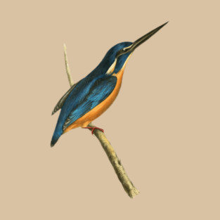 Azure Kingfisher Vintage Bird Illustration by William Swainson T-Shirt