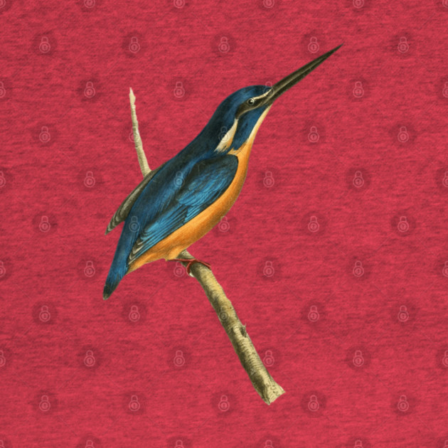 Azure Kingfisher Vintage Bird Illustration by William Swainson by TuncGK