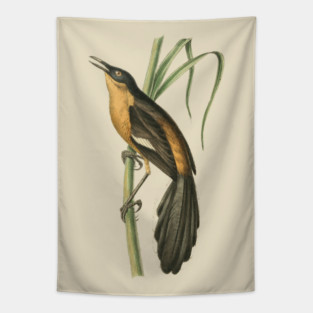 Babbling Thrush Vintage Bird Art - William Swainson Tapestry