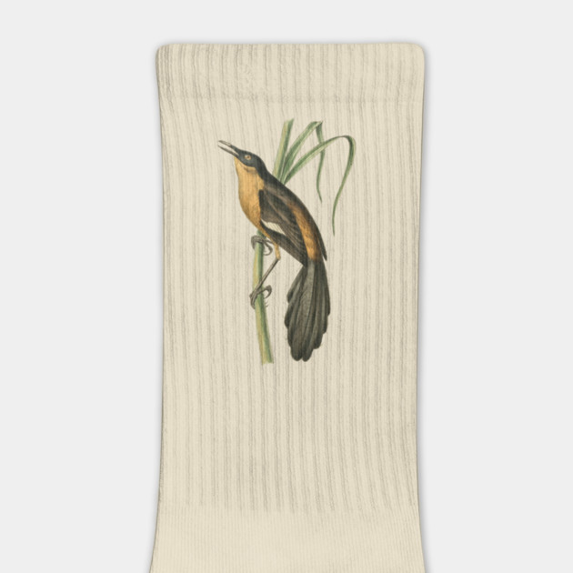 Babbling Thrush Vintage Bird Art - William Swainson by TuncGK