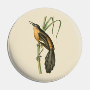 Babbling Thrush Vintage Bird Art - William Swainson Pin