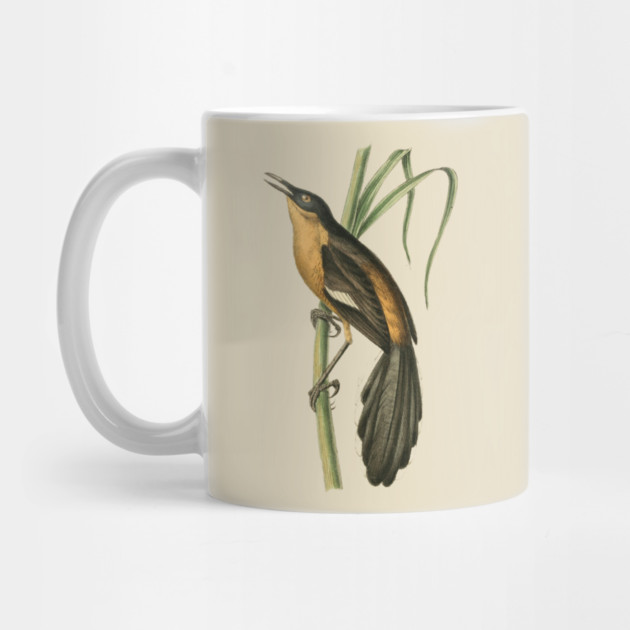 Babbling Thrush Vintage Bird Art - William Swainson by TuncGK