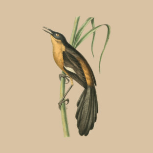 Babbling Thrush Vintage Bird Art - William Swainson T-Shirt