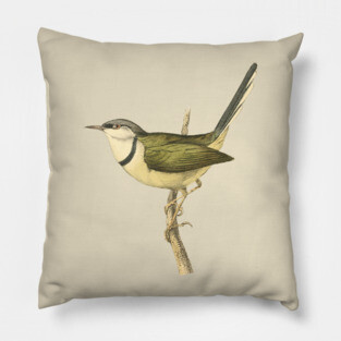 Bar-Throated Apalis Bird Illustration - Vintage Swainson Art Pillow