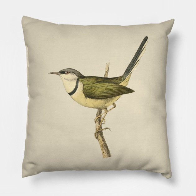 Bar-Throated Apalis Bird Illustration - Vintage Swainson Art Pillow by TuncGK