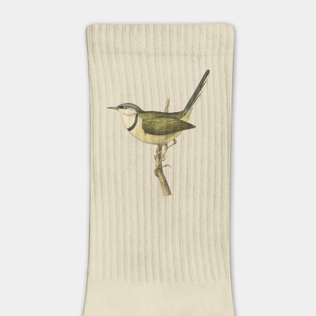 Bar-Throated Apalis Bird Illustration - Vintage Swainson Art by TuncGK