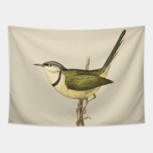 Bar-Throated Apalis Bird Illustration - Vintage Swainson Art Tapestry