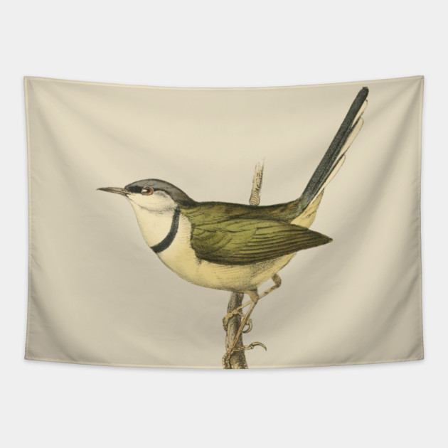 Bar-Throated Apalis Bird Illustration - Vintage Swainson Art Tapestry by TuncGK