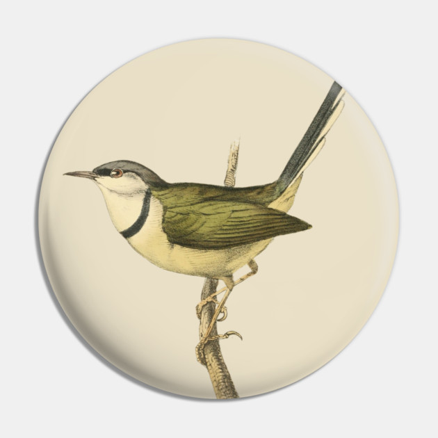 Bar-Throated Apalis Bird Illustration - Vintage Swainson Art Pin by TuncGK