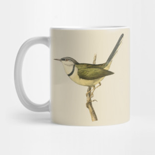 Bar-Throated Apalis Bird Illustration - Vintage Swainson Art Mug