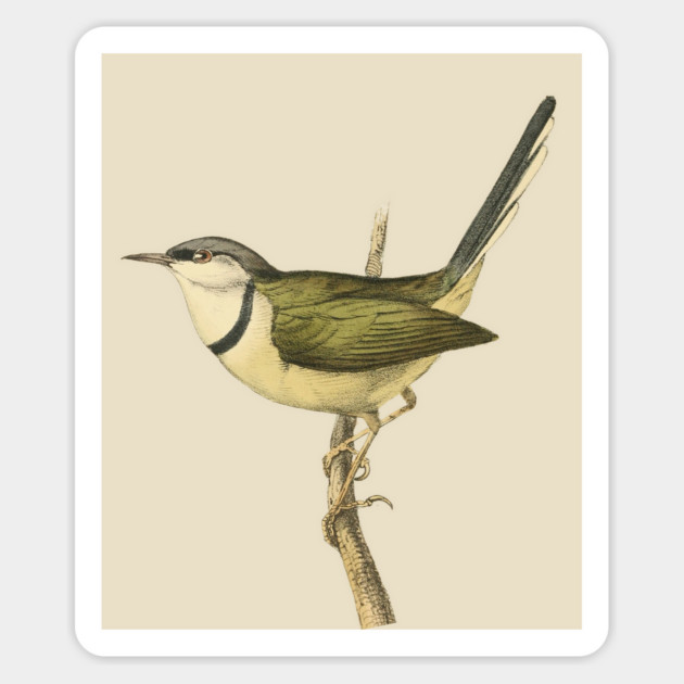 Bar-Throated Apalis Bird Illustration - Vintage Swainson Art Magnet by TuncGK