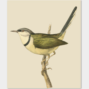 Bar-Throated Apalis Bird Illustration - Vintage Swainson Art Posters and Art