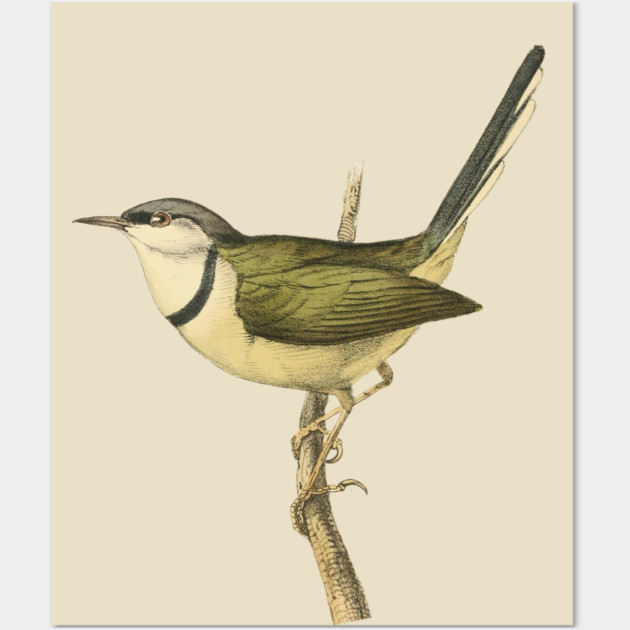 Bar-Throated Apalis Bird Illustration - Vintage Swainson Art Wall Art by TuncGK