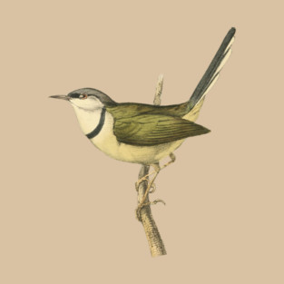 Bar-Throated Apalis Bird Illustration - Vintage Swainson Art T-Shirt