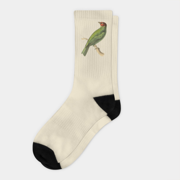 Bay-Headed Tanager Bird Vintage Print by Swainson Socks by TuncGK