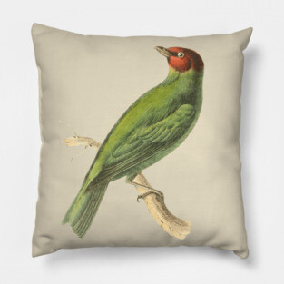 Bay-Headed Tanager Bird Vintage Print by Swainson Pillow