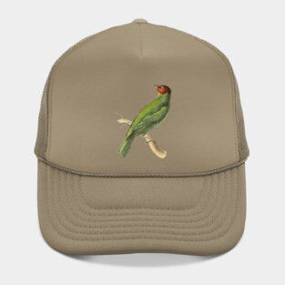 Bay-Headed Tanager Bird Vintage Print by Swainson Hat