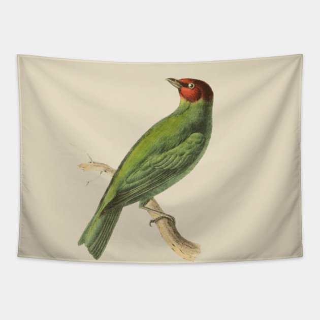 Bay-Headed Tanager Bird Vintage Print by Swainson Tapestry by TuncGK