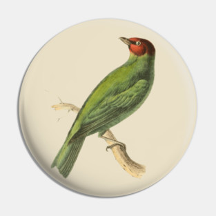 Bay-Headed Tanager Bird Vintage Print by Swainson Pin