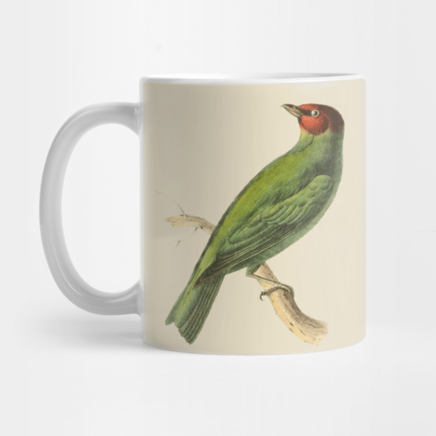 Bay-Headed Tanager Bird Vintage Print by Swainson by TuncGK