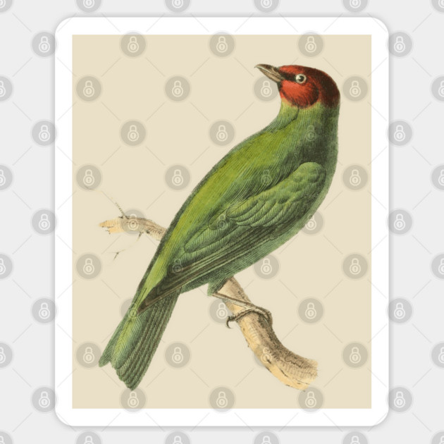 Bay-Headed Tanager Bird Vintage Print by Swainson Sticker by TuncGK