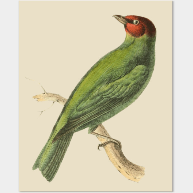 Bay-Headed Tanager Bird Vintage Print by Swainson Wall Art by TuncGK