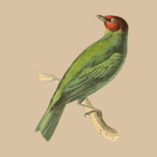 Bay-Headed Tanager Bird Vintage Print by Swainson T-Shirt